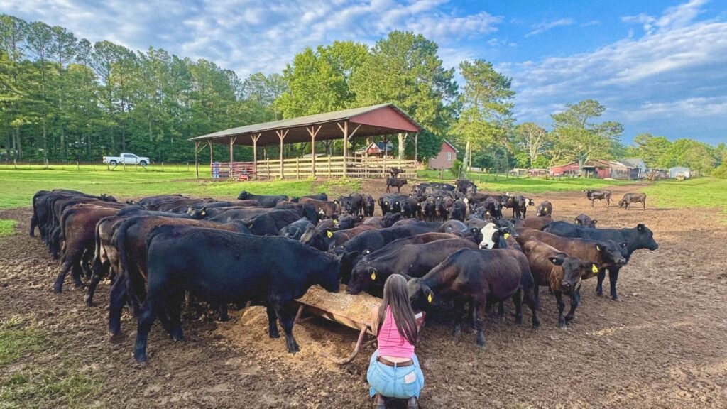 Turnkey perimeter fencing and livestock infrastructure